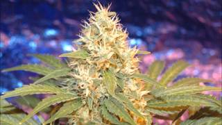 Cortex - Herb (HD)