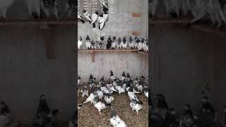 Голуби тэдди Ашика Хуссейна, едут к нам в Москву 10.09.19 Teddy pigeons from Ashiq Hussain, 10.09.19