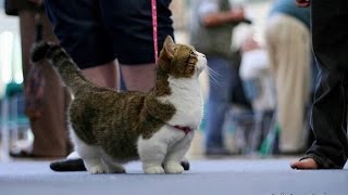 Кошка Манчкин, Кошка Такса, Манчкин порода