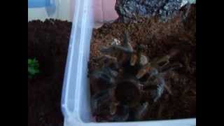 Hysterocrates gigas - Kopulacja / Mating