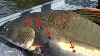 寄生虫だらけの巨大ナマズが釣れた - 夢のアマゾン釣行 #15