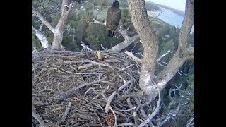 6-3-18  Big Bear Eagles -- Stormy Chases Off The Sub Adult