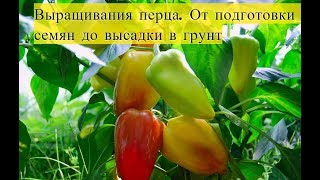 Выращивание перца. От подготовки семян до высадки в грунт