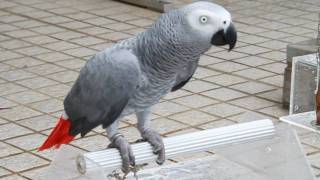 Parrot African Grey Singing Happy Birthday to you!