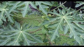 UPDATE/ANOTHER UPDATE ON MY TREES AND PLANTS/CHERYLS HOME COOKING/EPISODE 625
