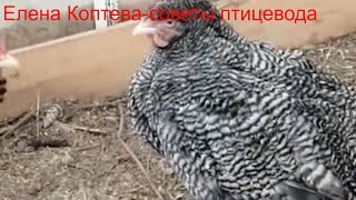 Чем лечить птицу-2.Заболевание опорно-двигательной системы у кур.