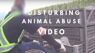 Animal Abuse Video