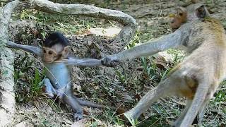 OMG ! Cry ! So Pity Baby ! Kidnapper Very do bed on baby Monkey.
