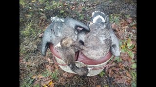 Попал на массовый перелет гуся Охота на гуся goose hunting