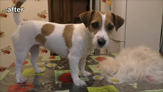 Trimming Jack Russell Terrier / Grooming Jack Russell Terrier / pet grooming / dog grooming