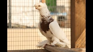 Узбекские бойные голуби / Usbekische Tauben (Сергей Корчуганов , Саратов, Россия )