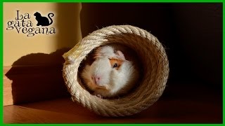 TUNEL DE CUERDA CASERO PARA COBAYAS O PEQUEÑOS ANIMALES / HAZLO TÚ MISMO