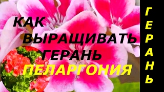 ПЕЛАРГОНИЯ КАК ПРАВИЛЬНО ВЫРАЩИВАТЬ ИЗ СЕМЯН ГЕРАНЬ ИНТЕРЕСНЫЙ СПОСОБ !!!