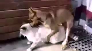 Бодрый секс котика с собачкой!