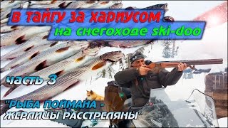 В ТАЙГУ ЗА ХАРИУСОМ НА СНЕГОХОДЕ SKI-DOO \ ЧАСТЬ 3 "РЫБА ПОЙМАНА-ЖЕРЛИЦЫ РАССТРЕЛЯНЫ"