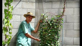 RED MALABAR SPINACH-How to Grow SUPER FOOD-DIY Trellis Climbing Vegetable Plant Woodchip garden