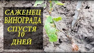Как прижился саженец винограда посаженый под бур!