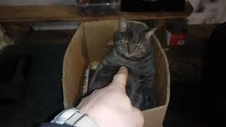 ?Как выглядит кошачье похмелье после Нового года. ?Когда кот отсыпается после суток гуляний!