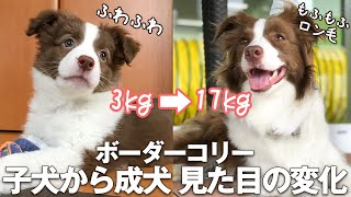 ふわふわ子犬が立派な成犬になるまでのビフォーアフター！ボーダーコリー/ Until a fluffy puppy becomes a great adult dog