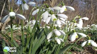Galanthus - Snowdrops | Organic Slant