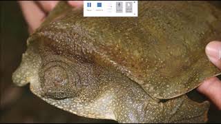 turtlemania