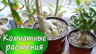 9. Мои комнатные растения. Что растет у меня на подоконнике?