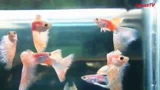 ПОРОДИСТЫЕ ГУППИ | ПОРОДА "КРАСНАЯ ТРАВА" ( Red grass Guppy )