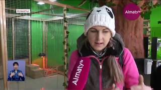 Оскандалившийся контактный зоопарк в ТЦ «Almaty Mall» закроют (16.01.20)