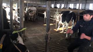 Dehorning cow.Обезрожування корови.