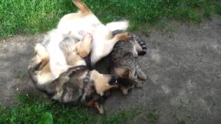 Собака уговаривает на секс  Dog wants the cat
