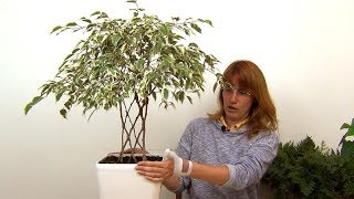 Плетение фикуса Бенджамина год спустя