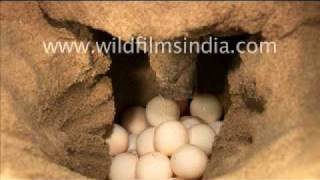 Olive Ridley Turtle laying eggs