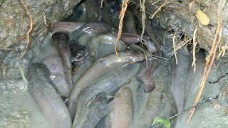 stranded fish ĐI LƯỢM CÁ CHẾT CẠN VÀO MÙA KHÔ Ở MIỀN TÂY | nhìn tội quá| stranded fish