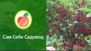 Штамбовая смородина часть 1