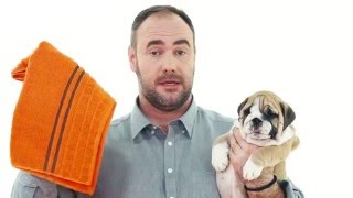 Уход за щенком после прогулки. Школа идеального хозяина. Выпуск 9.