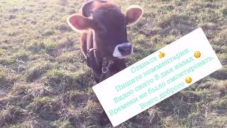 Как крс ест пивную дробину.  Лиса ? во дворе ?!
