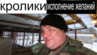 кролики исполнение желаний