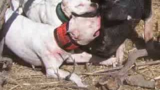 The Dogo Argentino