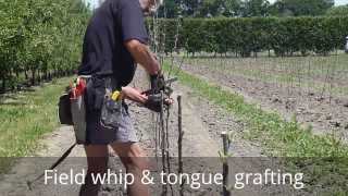 Field whip & tongue grafting