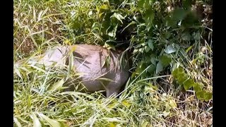 Недалеко от юньнаньского города Сишуанбаньна в овраг с бамбуком