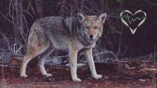 Contiez - The Big Bad Wolf (Original Mix)