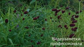 Лекарственные растения. Кровохлёбка. Пропала череда.