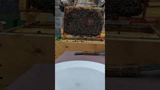 Улей на 8 рамок / Beehive 8 frames