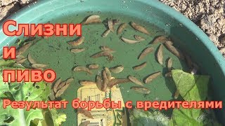 Борьба со слизнями и улитками продолжается. Результат использования пива