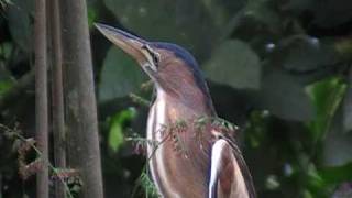 little bittern