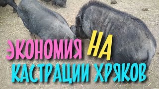 Экономия на кастрации хряков. Запах и выгода