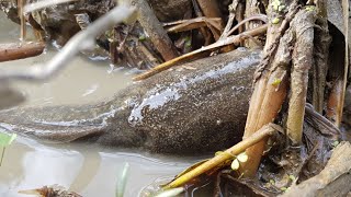 Best Hand Fishing | Boy Catching Catfish by Hand In Mud Water