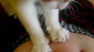 Kneading my small fat belly
