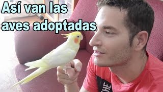 Los pájaros adoptados fuera de la jaula - Agapornis y Ninfas