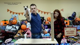 Тайский котёнок Isabelle Petit Secret на ринге юниоров выставка кошек 29-30.10.16! Тайские кошки